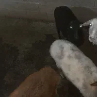 ی عدد نر تخمی نژاد افشار و ی عدد ماده سیلک