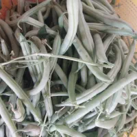 لوبیا سبز