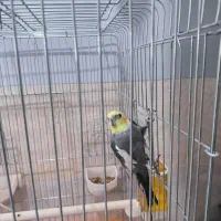 کوتوله زرد|پرنده|میناب, |دیوار