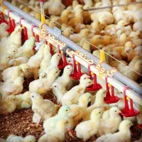 فروش و تعمیردستگاه جوجه کشی