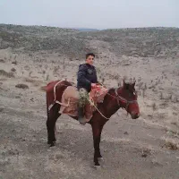 اسب نر|اسب و تجهیزات اسب‌سواری|آزادشهر, |دیوار