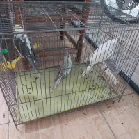 عروس هلندی|پرنده|بروجرد, |دیوار