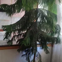 گل کاج مطبق