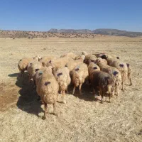 میش داشتی|حیوانات مزرعه|حمیل, |دیوار