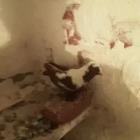 ککلی دوعدد|پرنده|اردبیل, |دیوار