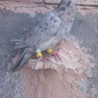 کبوتر هفرنگ ‌کله هما پشت گراف