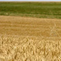 زمین-کشاورزی-400-هکتاری-استان-همدان