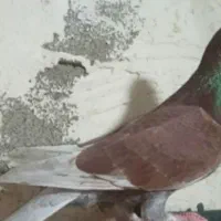 پلاکی|پرنده|لردگان, |دیوار