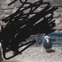 پلنگ|پرنده|کرباسک, |دیوار