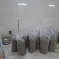 تخمه افتابگردان