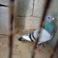 کبوتر پلاکی|پرنده|آبپخش, |دیوار