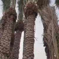 فروش انوع نخل حمل ونقل نگهداری و مشاوره