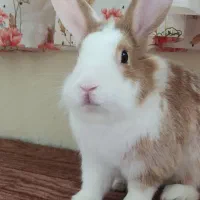 خرگوش نیمه لپ نر|موش و خرگوش|بندر انزلی, متروپل|دیوار