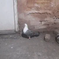 کله سفید سبز نر گرفتنی بدون پر پا|پرنده|سبزوار, مدرس|دیوار