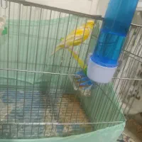 فروش دو عدد قناری درجه یک