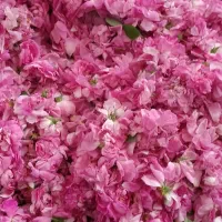 گل محمدی خشک