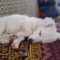 سگ خانگی|سگ|سراوان, |دیوار