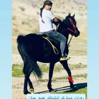 فروش اسب|حیوانات مزرعه|چوار, |دیوار