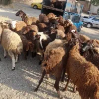 مغان وافشار کم دنبه چربی وگوسفند کم شکم زنده|حیوانات مزرعه|مشهد, نوید|دیوار