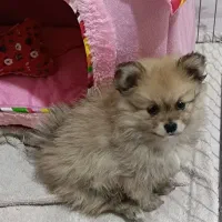 سگ پامر روباهی|سگ|کرمانشاه, |دیوار