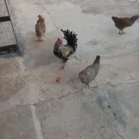 فروش خروس خوشگل و گلین|حیوانات مزرعه|باغ ملک, |دیوار