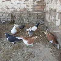 کفتر|پرنده|بشاریات, |دیوار
