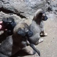 توله مالینیوز|سگ|فشم, |دیوار