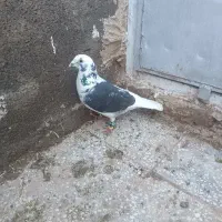 کبوتر|لوازم حمام|تربت‌حیدریه, پائین ولایت|دیوار