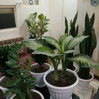 گلهای اپارتمانی شاداب وبسیار سالم