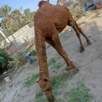 شتر نر آرام|حیوانات مزرعه|بمانی, |دیوار