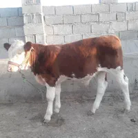 تلقیح مصنوعی گاو و دامپزشکی|خدمات پیشه و مهارت|گنبد کاووس, |دیوار