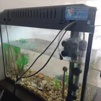 اکواریوم شرکتی