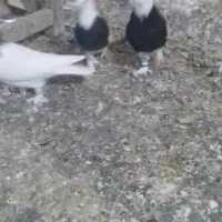 زیبا|پرنده|قم, چهار مردان|دیوار