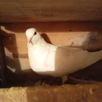 سفید تهرانی