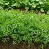 فروش انواع سبزیجات خام و خشک جنوب