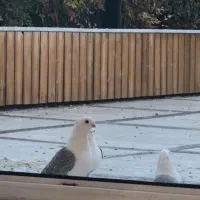 کبوتر بلژیکی