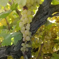 اجاره باغ انگور