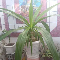 گل خانگی فروشی