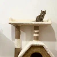 کلبه سگ و گربه