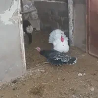 بوقلمون سفید