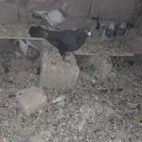 کفتر|پرنده|نگار, |دیوار