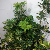 گل آپارتمانی شفلرا ابلق