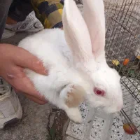 خرگوش