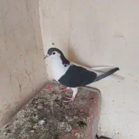 کبوتر چپ سیاه نر سفید