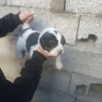 توله سگ عراقی