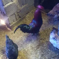 خروس مرغ|حیوانات مزرعه|دهگلان, |دیوار