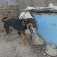 یک ۱۴ماه پژدرویک پا کوتای اصیل دوساله