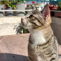 واگذاری گربه|گربه|رشت, یخسازی|دیوار