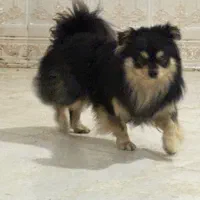 سگ میکس اشپیتز و پامر|سگ|زاهدان, |دیوار