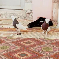 نر کلاغ گوک با گلی گوک|پرنده|راور, |دیوار